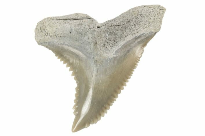 Snaggletooth Shark (Hemipristis) Tooth - Aurora, NC #194945